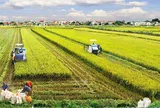 PGS. TS Vũ Trọng Khải: Tích tụ ruộng đất - Trang trại và Nông dân