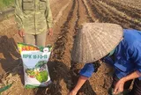 TS. Nguyễn Văn Bộ: Nâng cao hiệu quả sử dụng phân bón: định hướng và giải pháp (Phần 2)