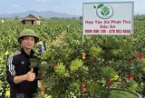 Phật thủ bonsai Đắc Sở: Tinh hoa nghệ thuật và giải pháp kiến tạo không gian xanh