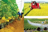 Kinh nghiệm quốc tế về phát triển chuỗi giá trị nông nghiệp bền vững tại Việt Nam và khuyến nghị chính sách
