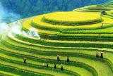 Định hướng của Đảng và Nhà nước Việt Nam về phát triển nông nghiệp sinh thái, xanh, tuần hoàn gắn với bảo vệ môi trường, thích ứng với biến đổi khí hậu và phát triển nông thôn bền vững