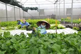 Phát triển nông nghiệp sinh thái, xanh, tuần hoàn gắn với bảo vệ môi trường, thích ứng với biến đổi khí hậu và phát triển nông thôn bền vững