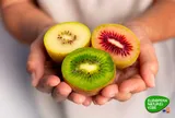 Sắc màu Kiwi Châu Âu đổ bộ thị trường Châu Á: Hành trình 1,8 triệu Euro mang tinh hoa vườn trồng đến bàn ăn Việt