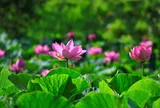 Ca dao hay về Sen