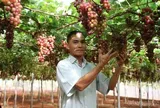 Trái ngọt trên vùng đất khó: Lão nông U60 hiện thực hóa khát vọng nông nghiệp kết hợp du lịch
