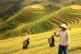 Nông nghiệp sinh thái tại Việt Nam: Thực trạng, giải pháp và những vấn đề đặt ra