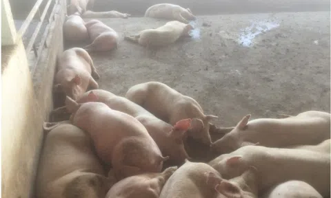 Lâm Đồng: Lợn của công ty CJ Vina Agri bị “dịch tả lợn châu Phi” tuồn ra thị trường tiêu thụ