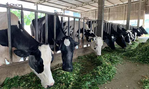 Xây dựng chuỗi liên kết tiêu thụ trong chăn nuôi bò sữa