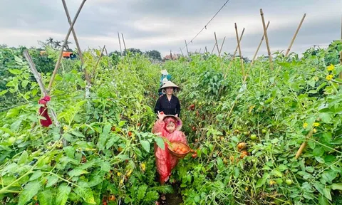 Khám phá du lịch nông nghiệp ở Giang Biên