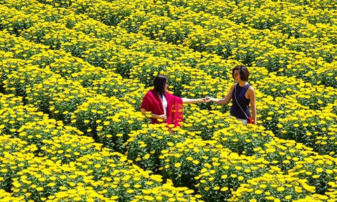 Làng nghề trồng hoa Bình Lâm - Tiềm năng kinh tế mới
