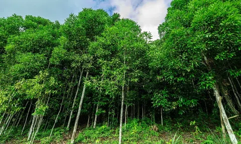 Huyện Yên Bình (Yên Bái): Hướng tới phát triển vùng nguyên liệu quế bền vững