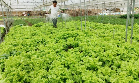 Lào Cai: Nông dân sáng tạo, ứng dụng khoa học kỹ thuật vào trồng rau sạch