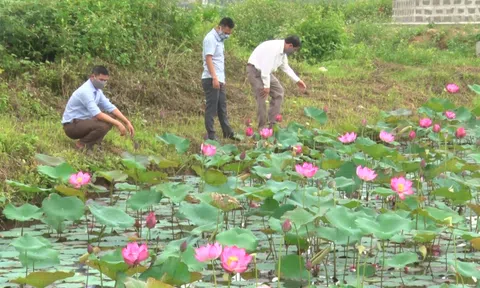 Chuyển đổi đất trồng lúa kém hiệu quả sang trồng sen: hướng đi mới cho nông dân xã Triệu Hòa