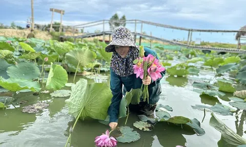 Hà Tĩnh: Vùng đầm lầy bỏ hoang được hồi sinh nhờ trồng sen