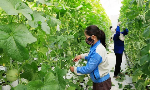Ngành Nông nghiệp Việt Nam tiếp tục đà tăng trưởng trong bối cảnh khó khăn