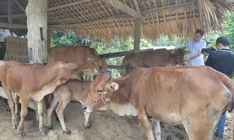 Tuyên Quang: Minh Quang (Lâm Bình) hỗ trợ nuôi bò sinh sản, tạo sinh kế giúp người dân thoát nghèo