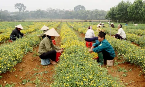 Cây dược liệu Hà Nội: Động lực phát triển kinh tế nông nghiệp bền vững