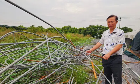 Bão Yagi gây thiệt hại nghiêm trọng cho các làng hoa Văn Giang: Nguồn gen quý và bài toán khôi phục