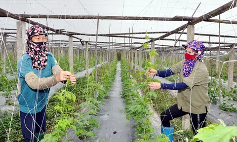 Vĩnh Phúc: Phát triển nền nông nghiệp xanh gắn với bảo vệ môi trường 