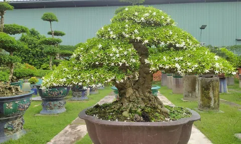 Loại cây hoa thơm nức mũi, lên chậu thành bonsai, có cây giá 1,2 tỷ đồng