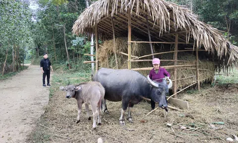 Tuyên Quang: Nông dân Trung Hà (Chiêm Hoá) phòng chống rét cho đàn gia súc