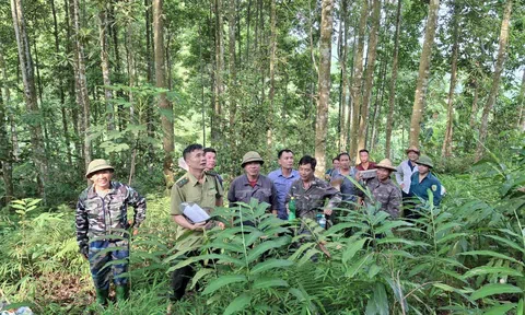 Tuyên Quang: Trạm Kiểm lâm Phúc Thịnh (Chiêm Hóa) bảo vệ rừng trước và sau Tết