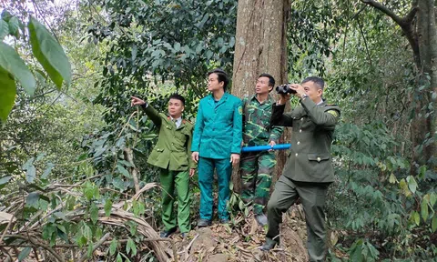 Tuyên Quang: Bảo vệ rừng xuyên Tết ở Na Hang