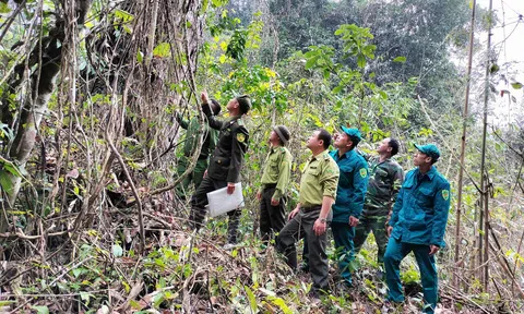 Tuyên Quang: Trạm Kiểm lâm Khu C (Na Hang) quản lý, bảo vệ rừng