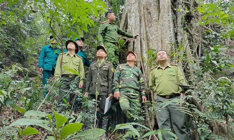 Tuyên Quang: Na Hang quản lý bảo vệ, phòng cháy, chữa cháy rừng