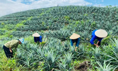 Bài thơ: Nương dứa ngát xanh
