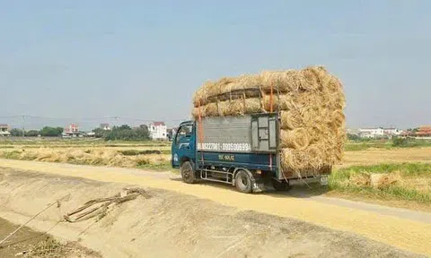 Mô hình phát triển kinh tế từ rơm rạ đang trở thành một xu hướng toàn cầu trong bối cảnh kinh tế tuần hoàn và giảm phát thải carbon