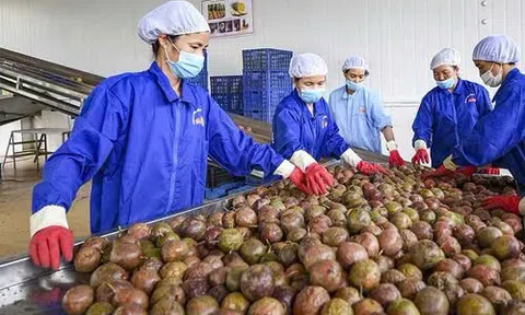 Hiệp định Thương mại tự do Việt Nam - EU: Cú hích thúc đẩy quan hệ thương mại giữa Việt Nam và Liên minh châu Âu