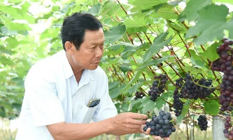 Ứng dụng khoa học công nghệ vào sản xuất nông nghiệp: Xu hướng tất yếu, chìa khóa mở ra một tương lai tươi sáng cho Nông dân