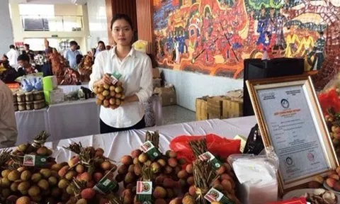 Vải Lai ở Phù Cừ chí sớm – Chuẩn hóa quy trình trồng nâng cao chất lượng và Phát triển bền vững cho nhãn hiệu được bảo hộ sở hữu trí tuệ