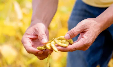 Một hạt đậu có thể “đi” được bao xa?