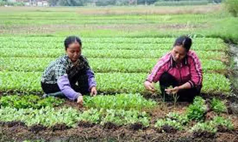 Phú Thọ: Vĩnh Hưng phát triển nông nghiệp bền vững, phấn đấu trở thành xã nông thôn mới hiện đại giai đoạn 2025–2030