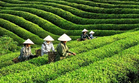 Tại sao chè Việt vẫn mãi "kẹt" ở phân khúc giá rẻ trên thị trường quốc tế?
