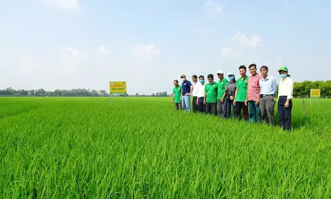 Giải pháp gì để thúc đẩy liên kết sản xuất nông nghiệp, tạo bước ngoặt cho người nông dân?