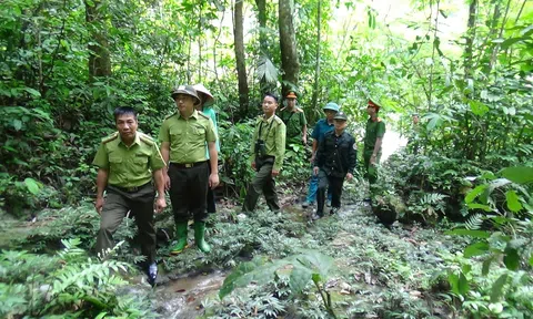 Tuyên Quang: Hạt Kiểm lâm Khu vực V bảo vệ, phát triển rừng