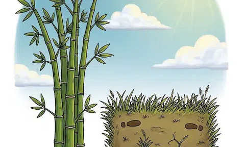 Ngụ ngôn về cây tre và cỏ dại