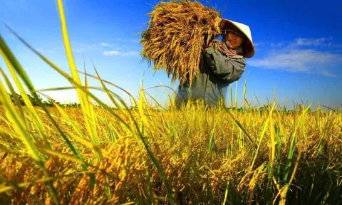 Giải pháp thúc đẩy nông nghiệp phát thải thấp