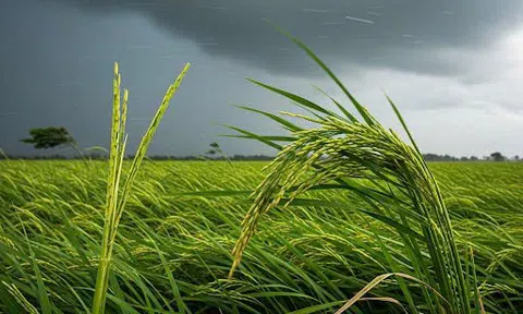 Câu chuyện về cây lúa và gió