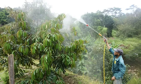 Bí quyết vực dậy vườn sầu riêng bạc màu của lão nông Đắk Lắk