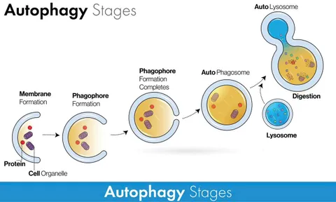 Autophagy: Hành trình từ giải Nobel đến ứng dụng thực tiễn