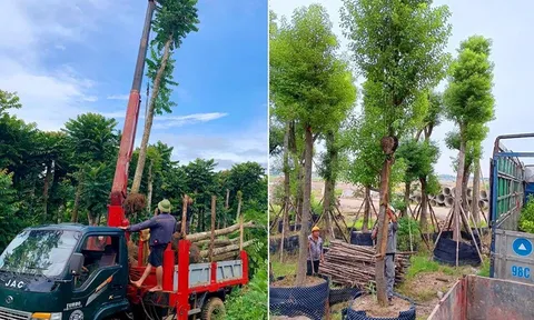 Cây công trình giá trị kinh tế cao: Hướng đầu tư "sinh lời kép" cho các dự án