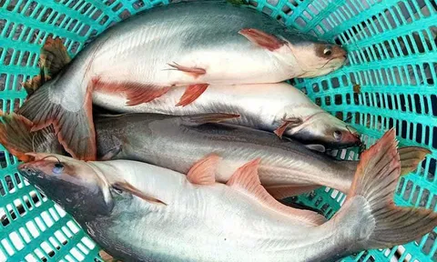 Cá tra Việt Nam trước ngã rẽ cuối năm: Vượt khó để bứt phá