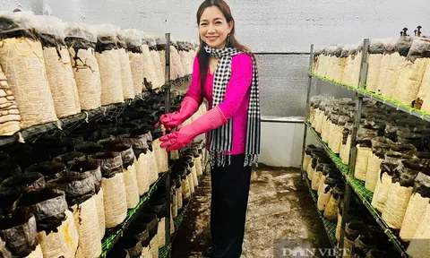 Nữ Giám đốc HTX biến phế phẩm thành tài nguyên, làm giàu cho cộng đồng