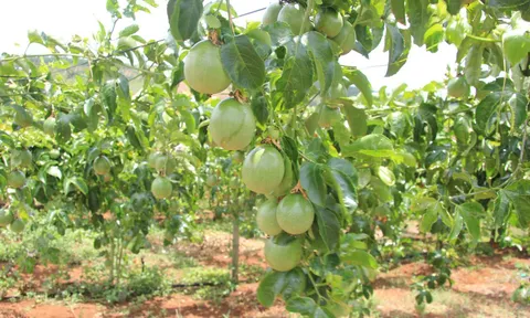 Giải pháp nào để chanh dây Việt Nam vươn xa hơn trên thị trường toàn cầu?
