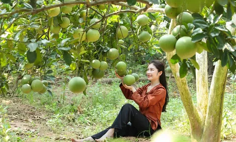 Phú Thọ: Ngành Nông nghiệp và Môi trường vượt khó, bứt phá – khẳng định vai trò trụ cột trong phát triển kinh tế (Bài 1)