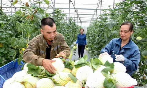 Phú Thọ: Ngành Nông nghiệp và Môi trường khẳng định vai trò trụ cột trong phát triển bền vững ( Bài 4)